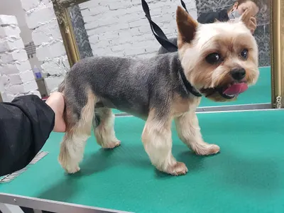 Salon pielęgnacji dla zwierząt "Beethoven"